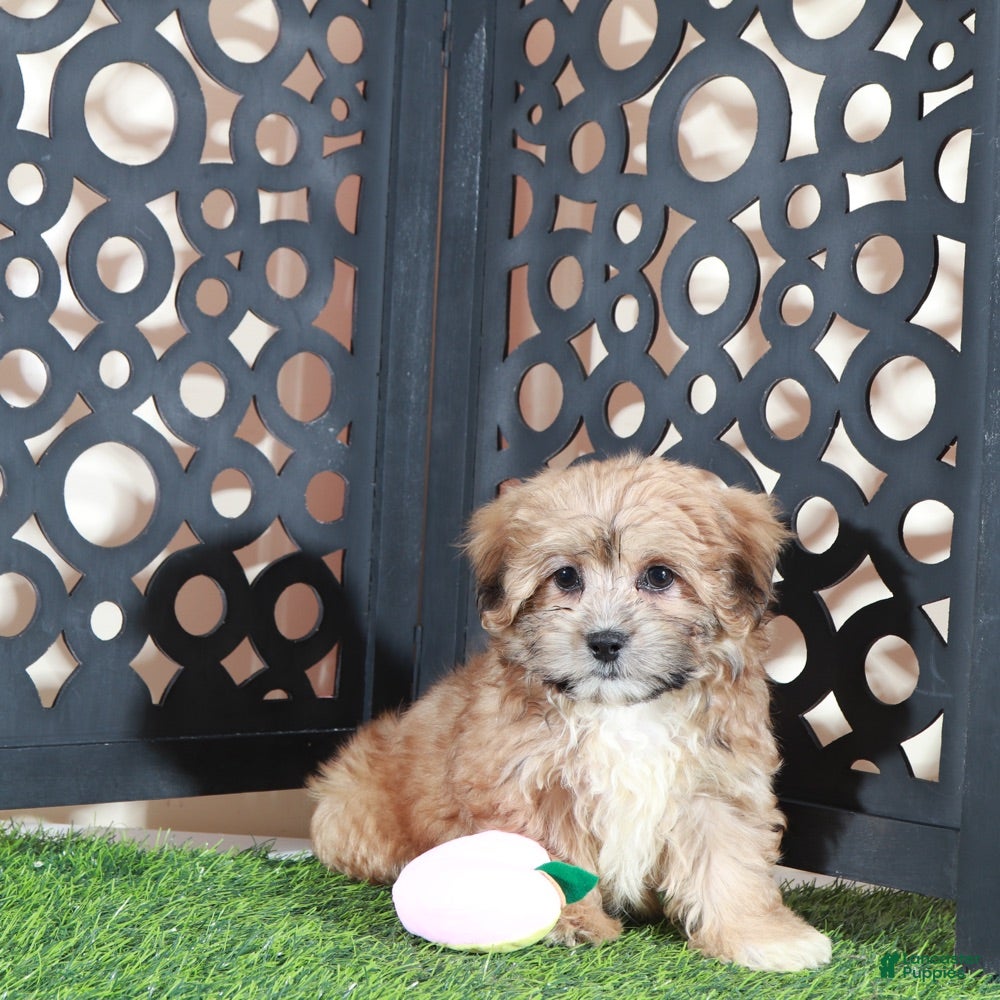 Shorkie dogs Apple Beautiful Female Shorkie Puppy - Ad 2
