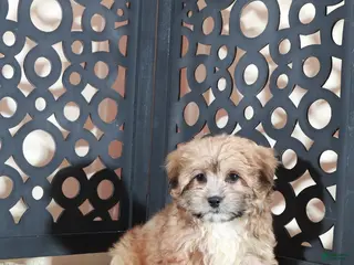 Shorkie dogs Apple Beautiful Female Shorkie Puppy - Ad 2