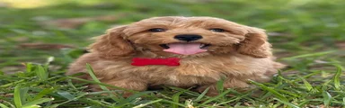 Bailey 