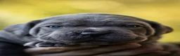 Cane Corso dogs for sale: Midnight Groove’s Love’s Takes Over- Chanté - Ad 5
