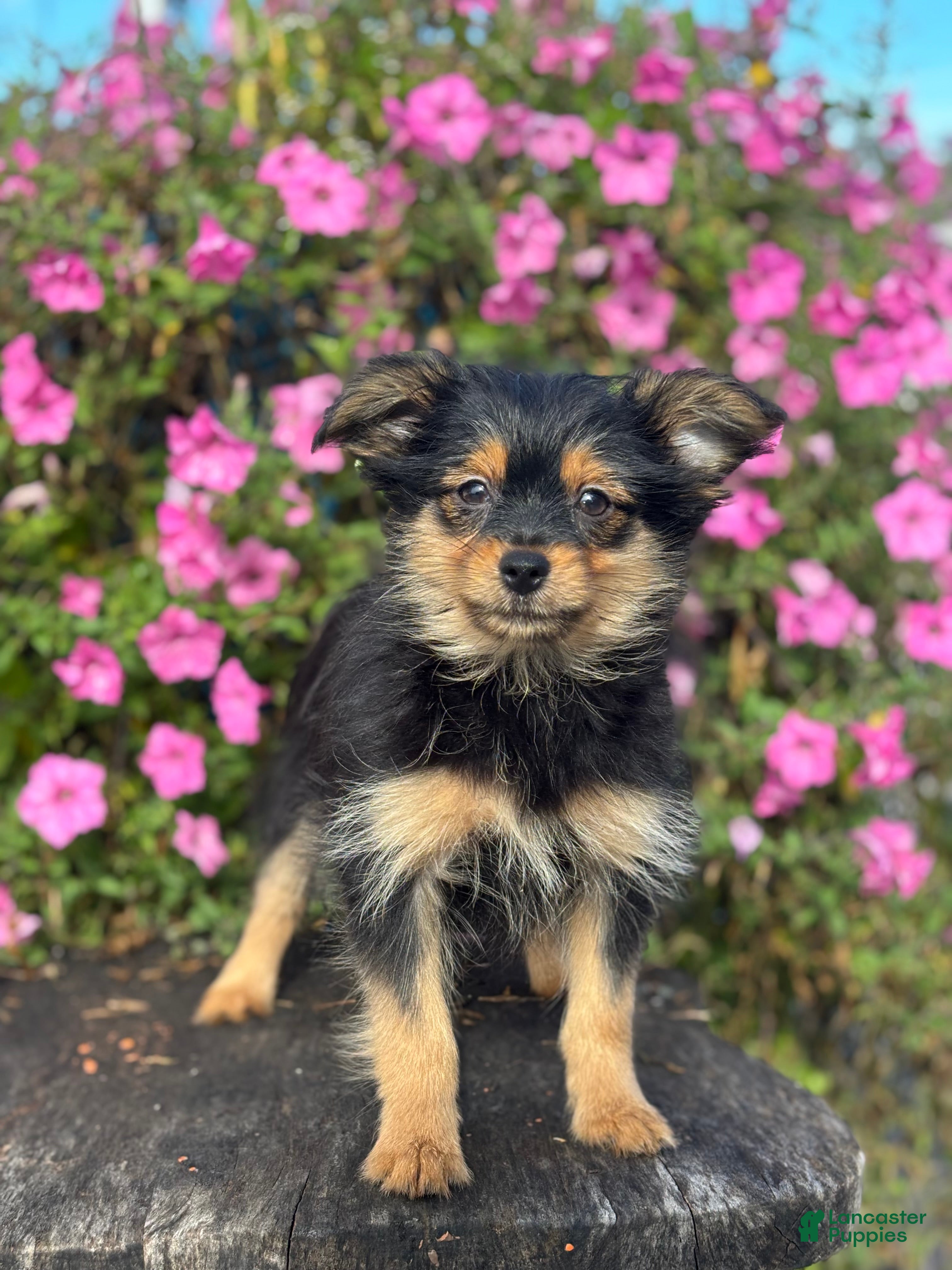 Mixed Breed dogs Luna - Ad 1