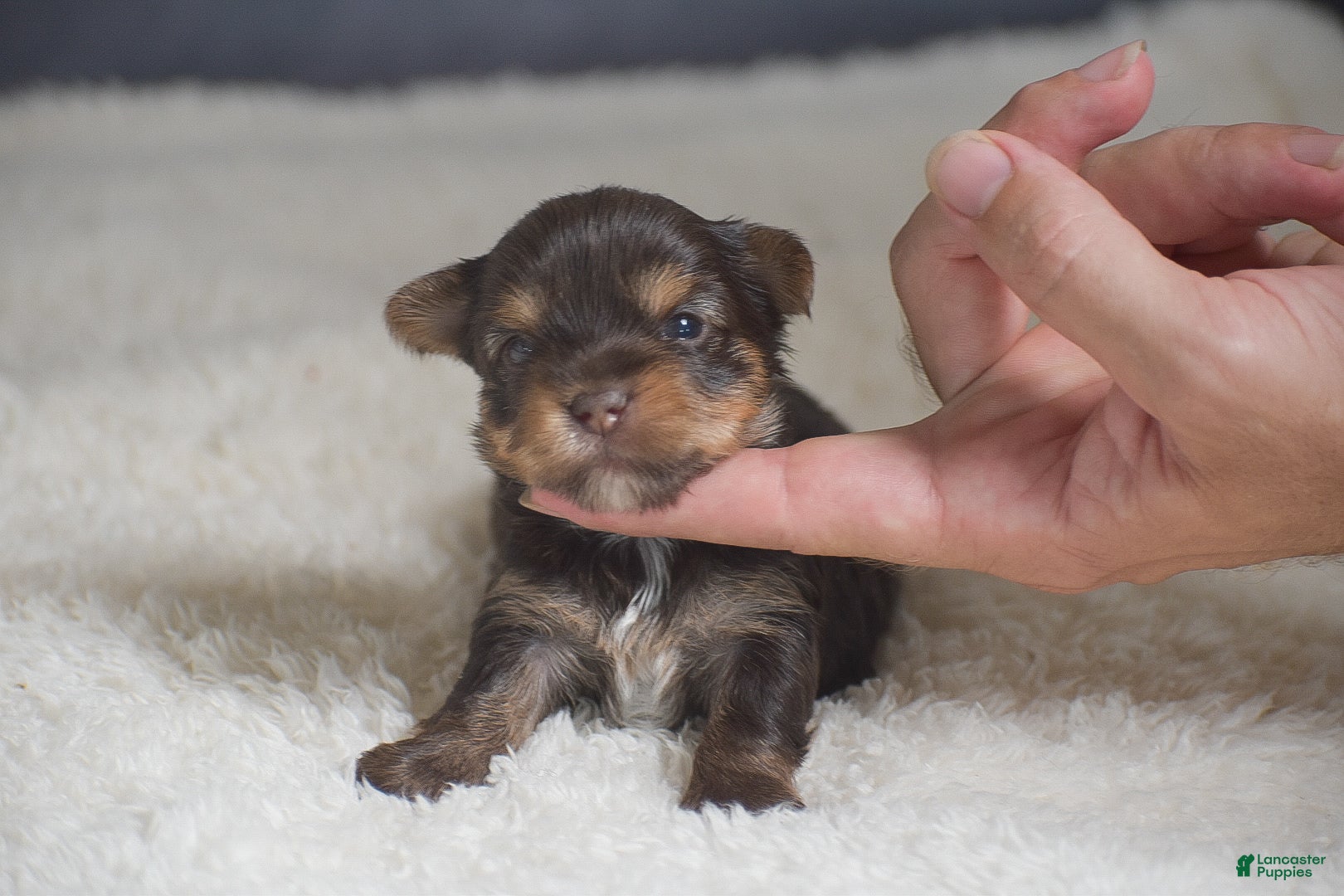 Yorkshire Terrier dogs for sale: Myra - Ad 2