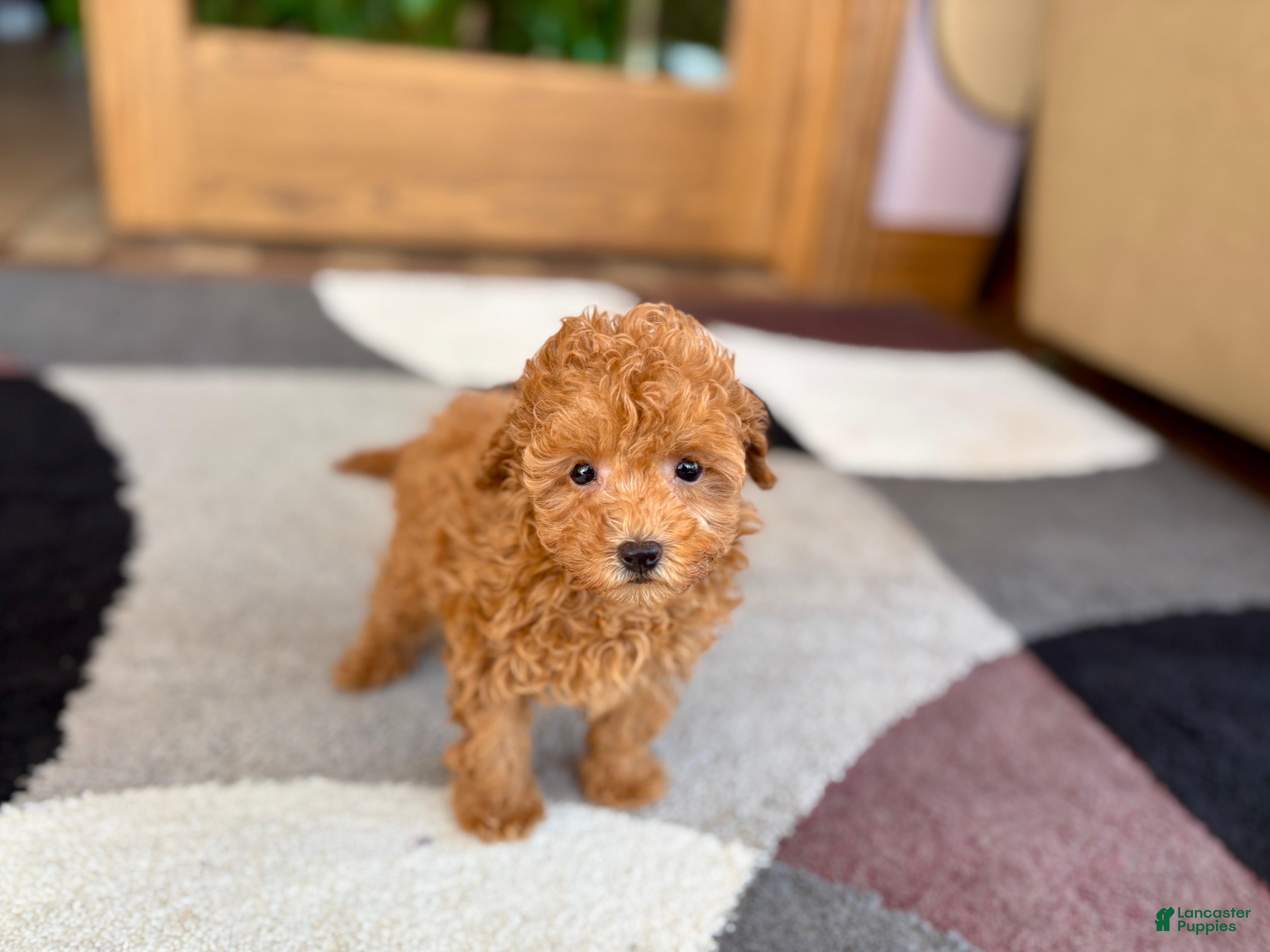 Maltipoo dogs for sale: Carrie - Ad 2