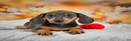 Miniature Dachshund dogs for sale: Dinah - Ad 12