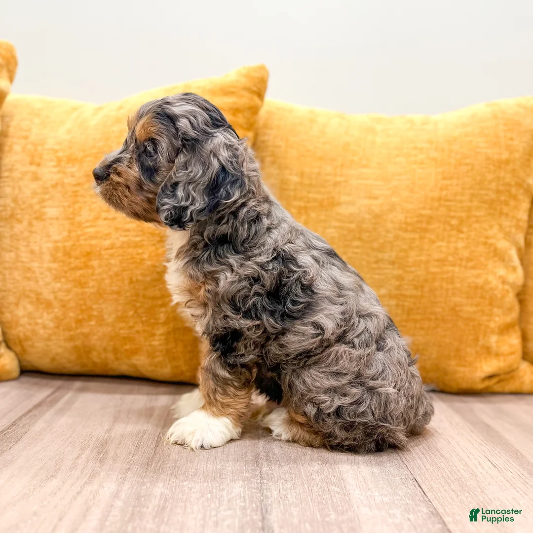 Cockapoo dogs for sale: Bear  - Ad 2