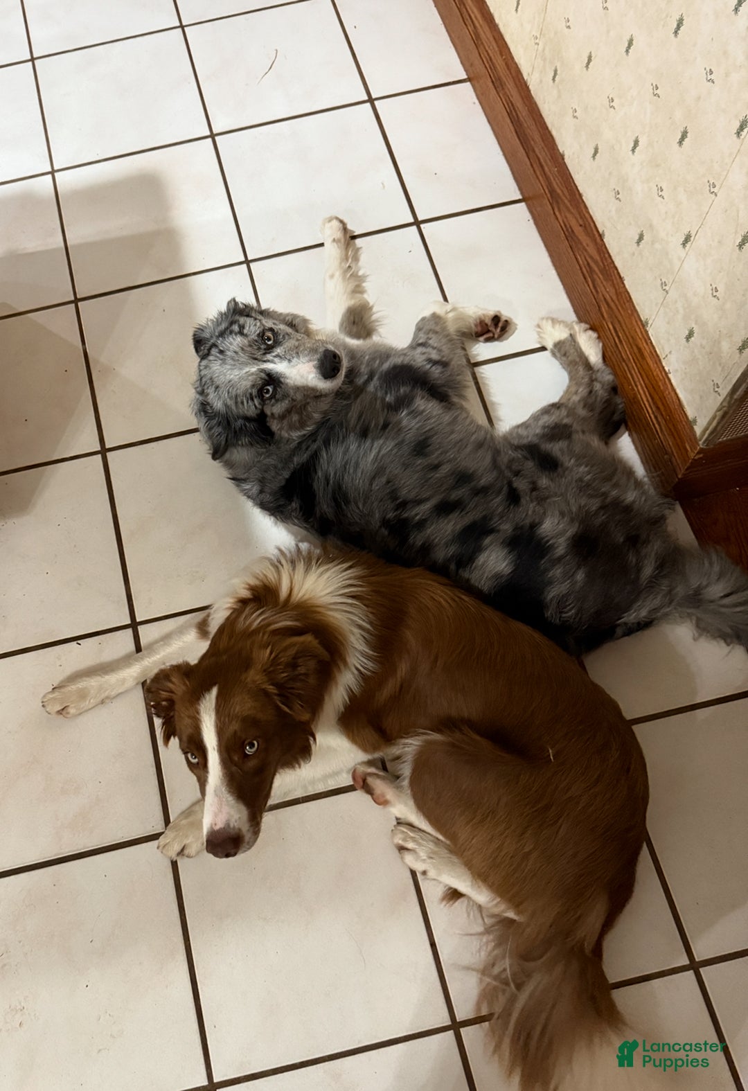 Border Collie dogs for sale: Border Collie Puppy 1 - Red - Ad 53