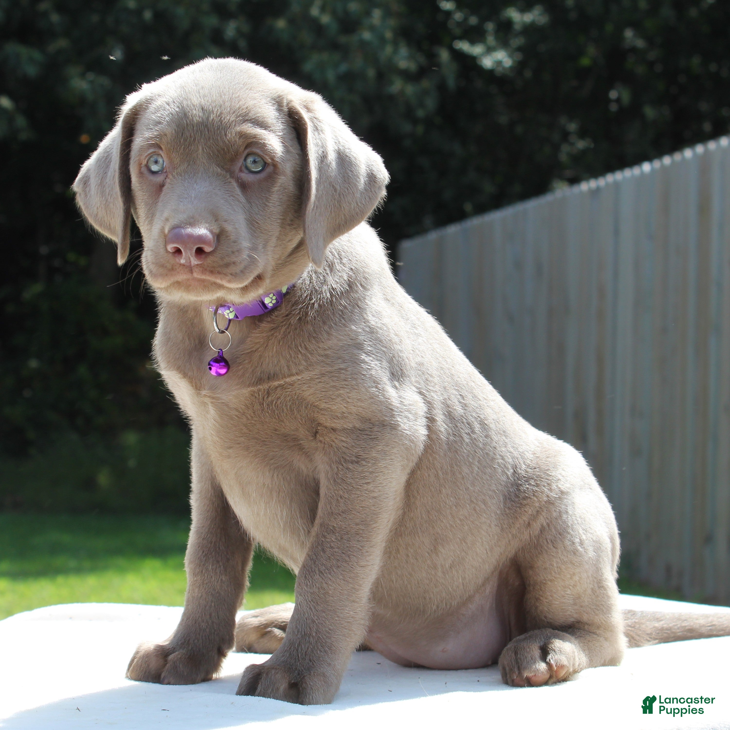 Labrador Retriever dogs Tasha - Ad 1