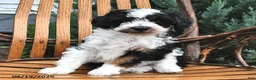 Miniature Poodle dogs for sale: Muffin - Ad 3