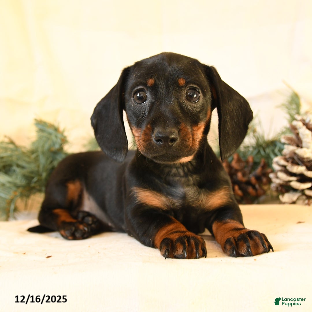 Miniature Dachshund dogs for sale: Casey - Ad 2