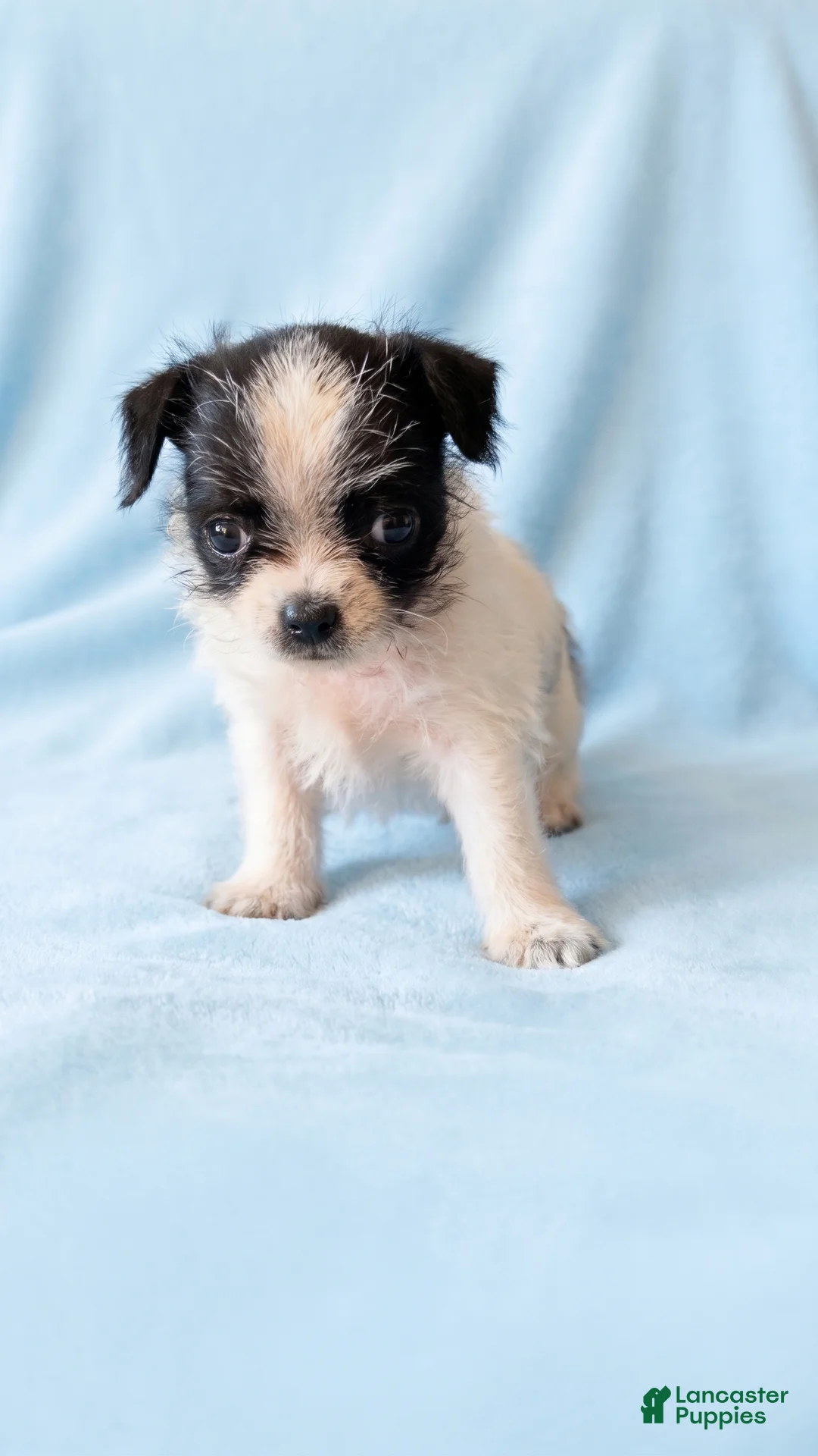 Mixed Breed dogs for sale: Oscar - Ad 2