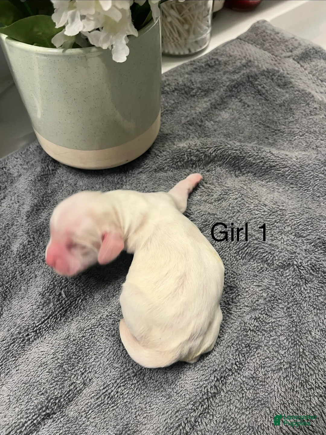Cocker Spaniel dogs for sale: Cocker Spaniel Puppy 3 Female - Ad 1
