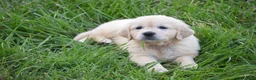Golden Retriever dogs for sale: FULL AKC Miss Bianca is READY NOW! - Ad 3