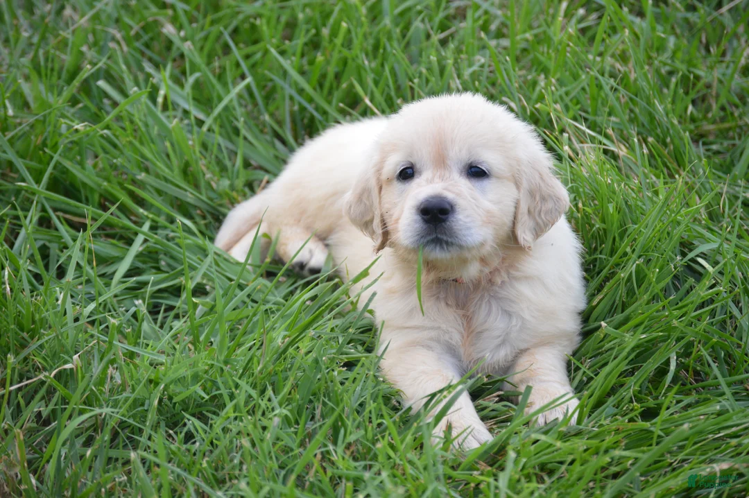 Golden Retriever dogs for sale: Miss Bailey is READY NOW! - Ad 14