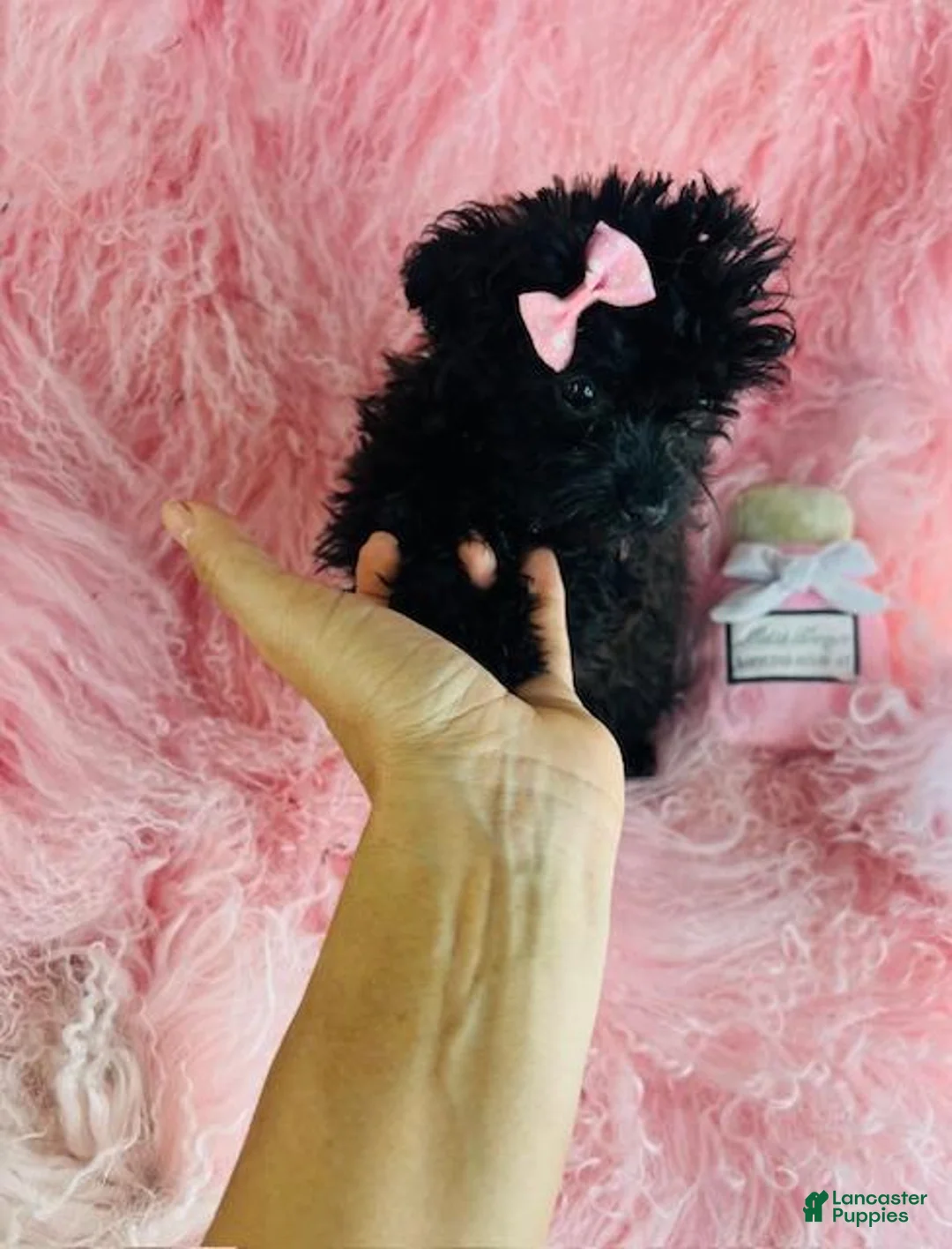 Miniature Poodle dogs for sale: Miniature Poodle 1 - Ad 4