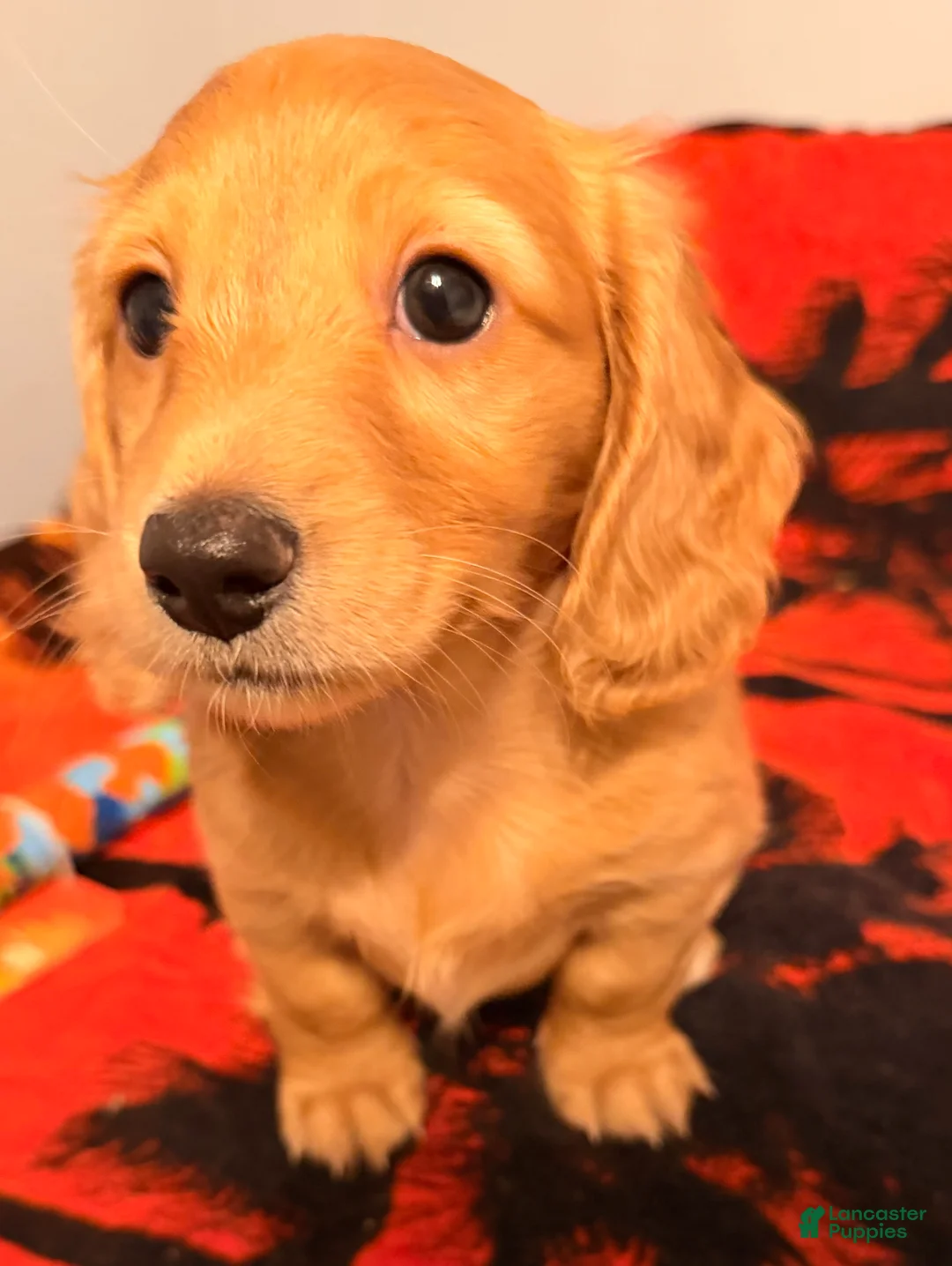 Dachshund dogs for sale: Dachshund Puppy 2 - Ad 6