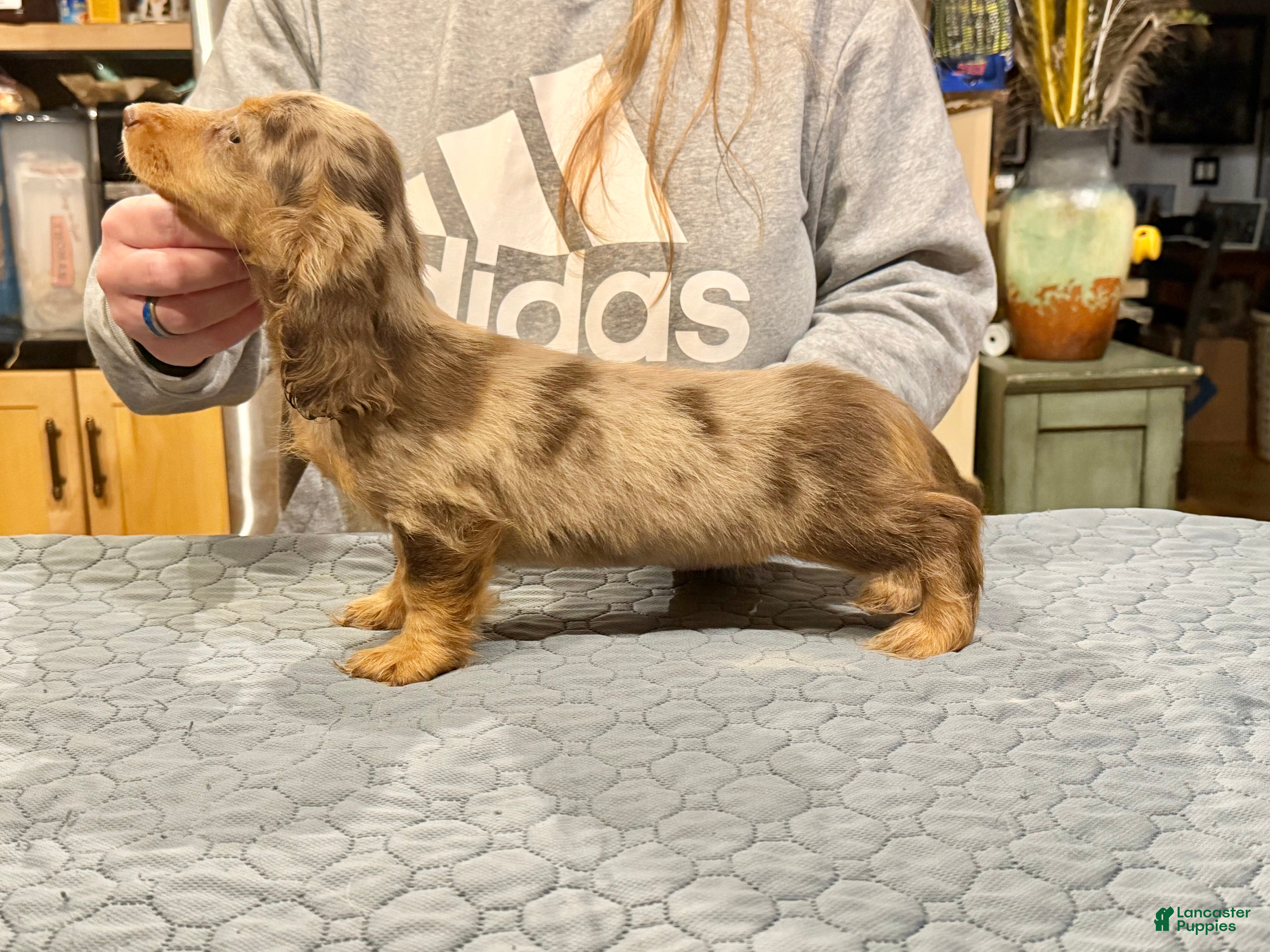 Miniature Dachshund dogs Champion bred Russian  - Ad 5