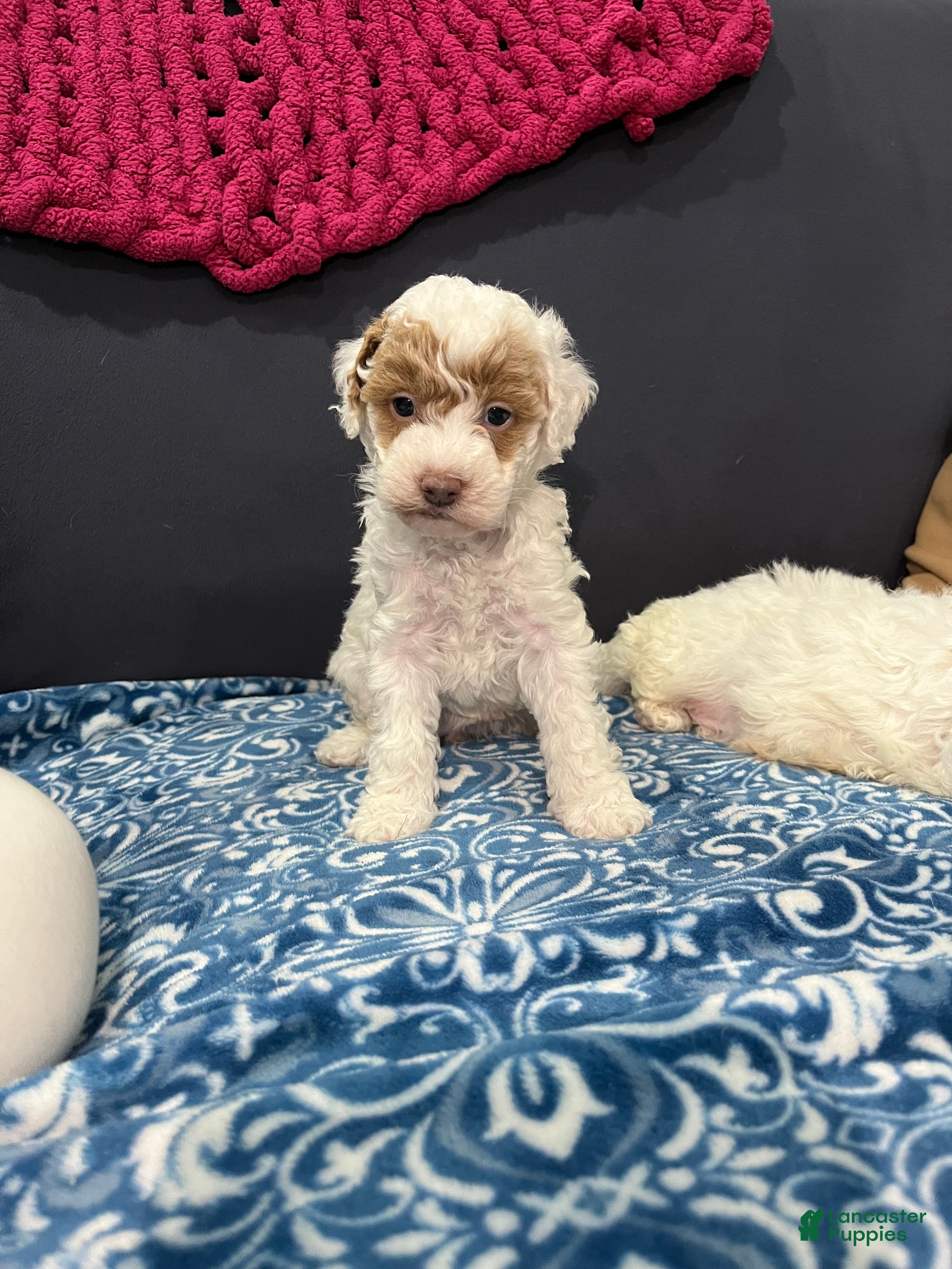 Miniature Poodle dogs Cookie - Ad 31
