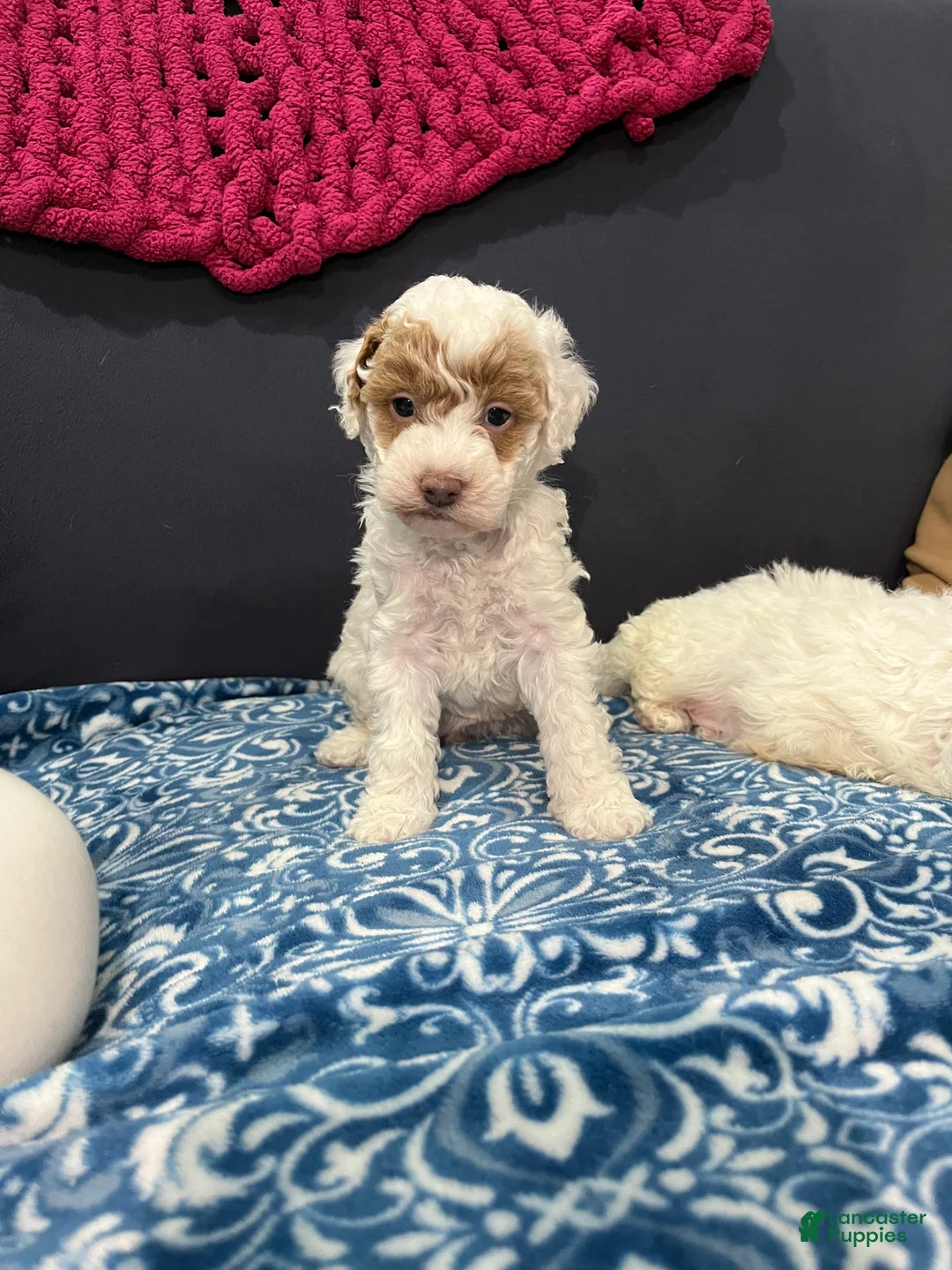 Miniature Poodle dogs for sale: Cookie - Ad 1