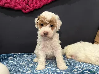 Miniature Poodle dogs Cookie - Ad 31