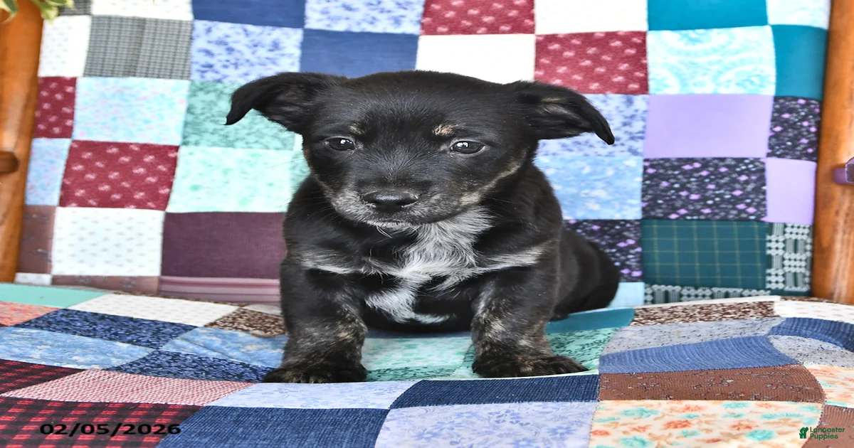 Pit Bull And Heeler Mix Breed Dog Standing High-Res Stock Photo