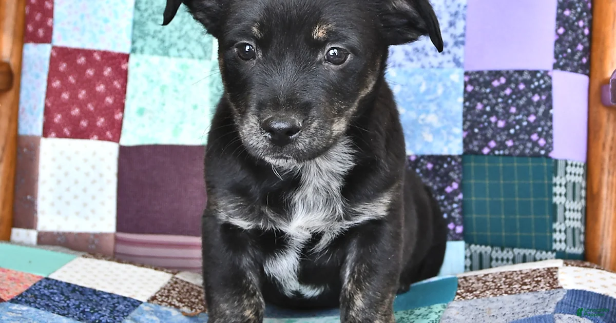 Australian Cattle Dog Puppies for sale in New York Lancaster Puppies