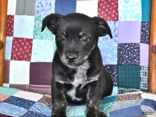 Mixed Breed dogs Frisky - Ad 18