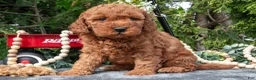 Cavapoo dogs for sale: Selena - Ad 3
