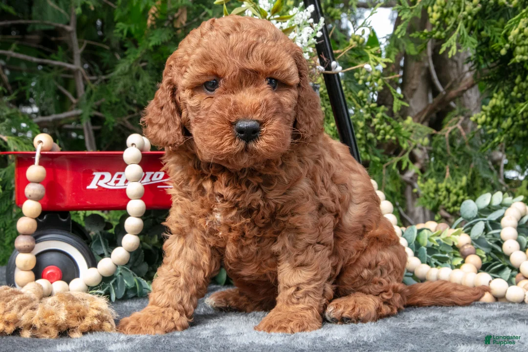 Cavapoo dogs for sale: Selena - Ad 3