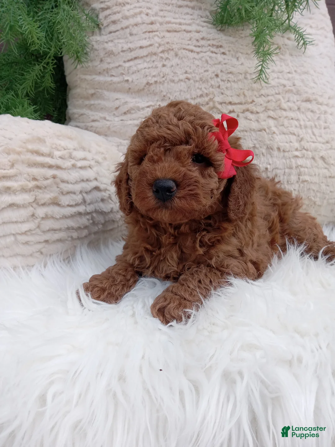 Miniature Poodle dogs for sale: Banks - Ad 2