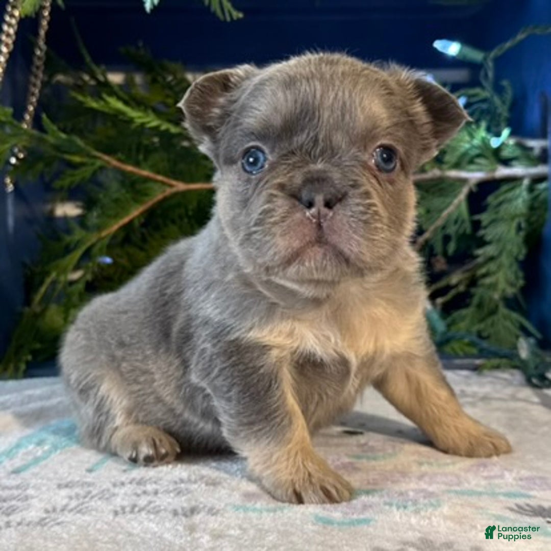 French Bulldog dogs for sale: Diane - Ad 4