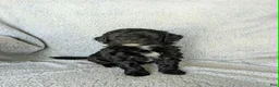 Mixed Breed dogs for sale: Shadow  - Ad 2