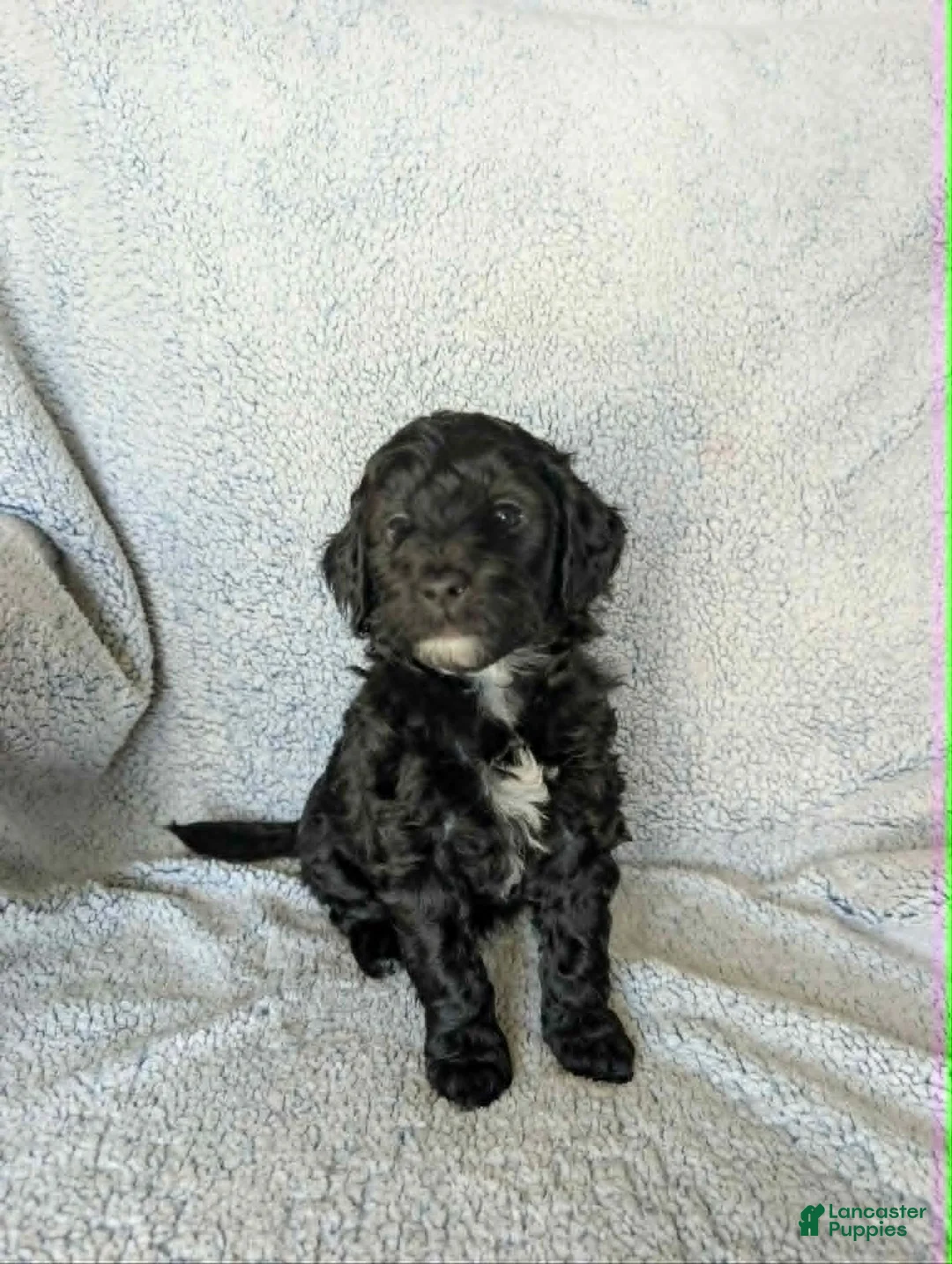 Mixed Breed dogs for sale: Shadow  - Ad 2