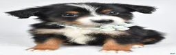 Miniature Australian Shepherd dogs for sale: Khloe - Ad 4