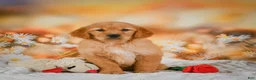 Golden Retriever dogs for sale: Honey - Ad 3