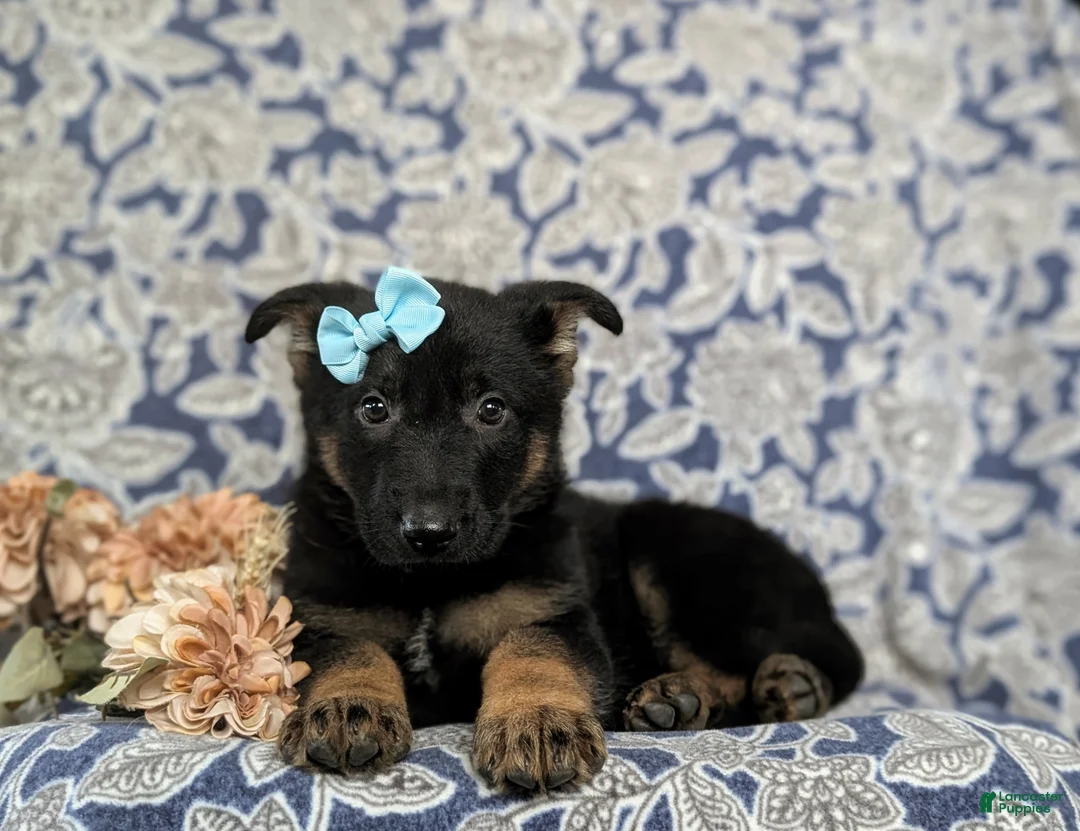 German Shepherd dogs for sale: Deandra - Ad 5