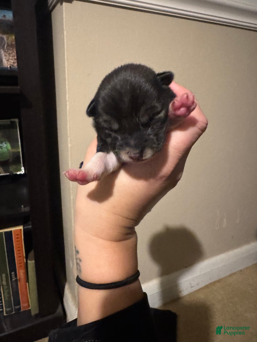 Shiba Inu dogs for sale: Shiba Inu Puppy 2 - Ad 3