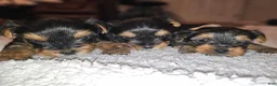 Yorkshire Terrier dogs for sale: Max - Ad 31