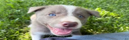 Border Collie dogs for sale: Lilac short hair MALE - Ad 7