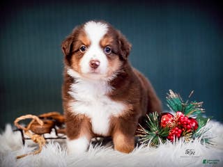 Miniature Australian Shepherd dogs Daisy - Ad 1