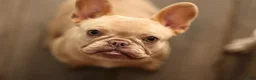 French Bulldog dogs for sale: Andre - Ad 4