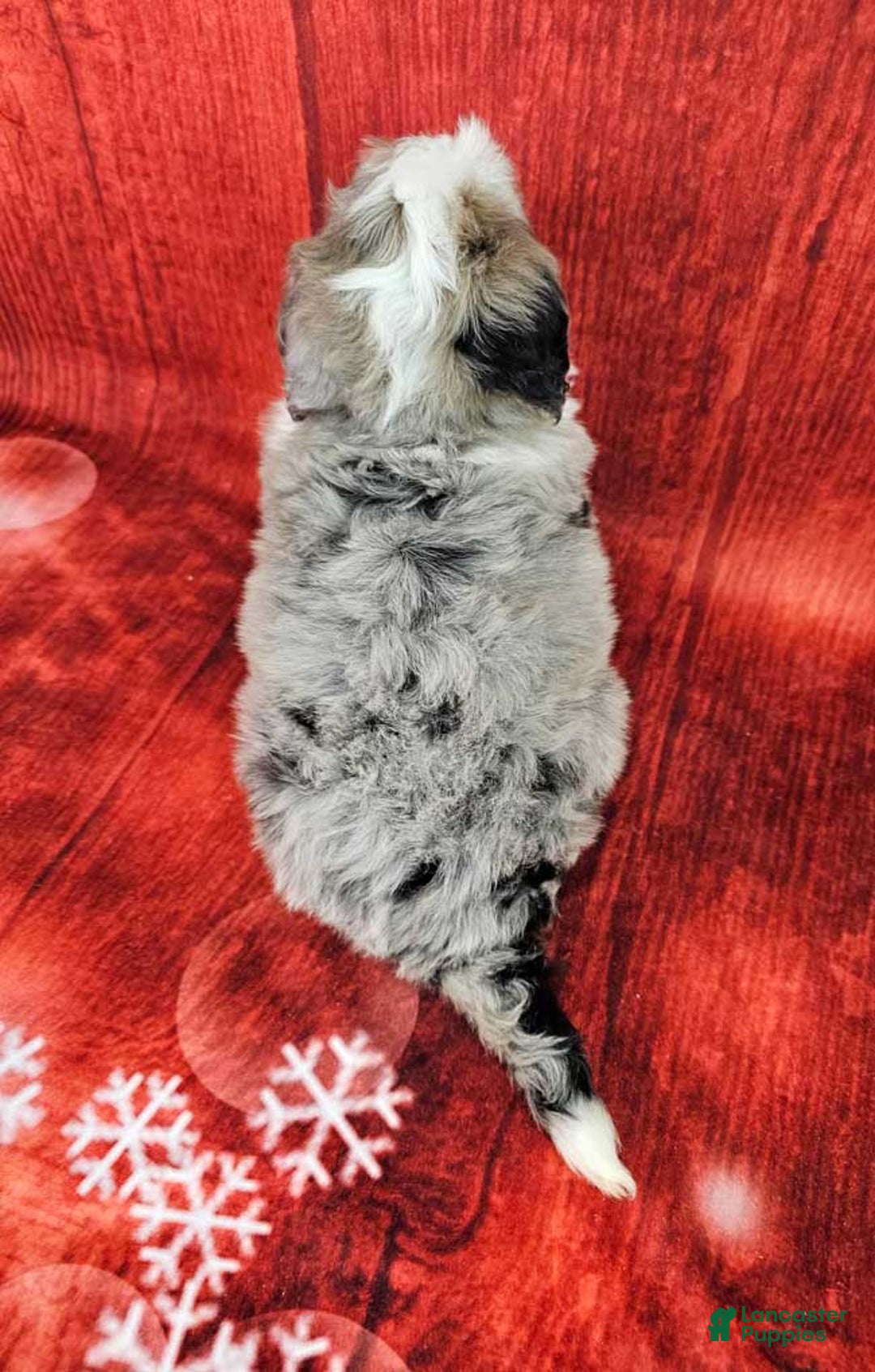 Mini Bernedoodle dogs for sale: Huckleberry - Ad 4