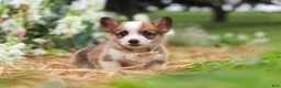 Welsh Corgi Pembroke dogs for sale: Myla - Ad 1
