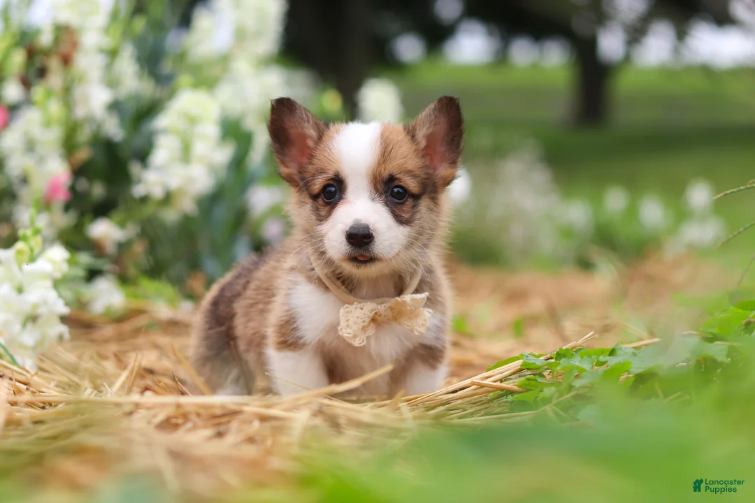 Welsh Corgi Pembroke dogs for sale: Myla - Ad 1