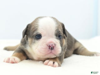 Mixed Breed dogs Savanna Tiny mini bulldog - Ad 3