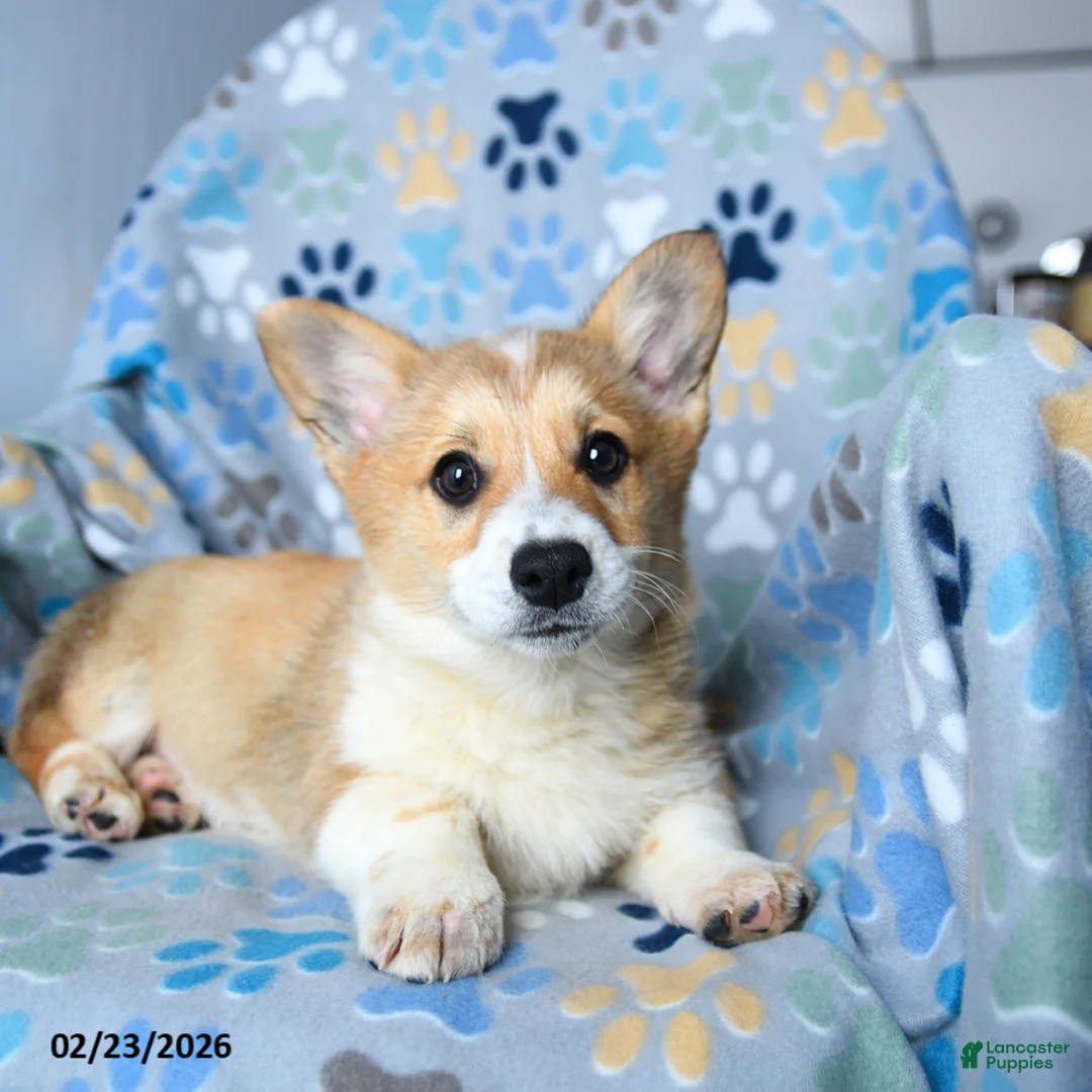Welsh Corgi Pembroke dogs for sale: Sparky - Ad 2