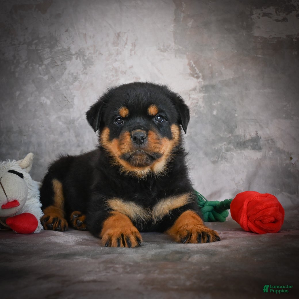 Rottweiler dogs Luka - Ad 2