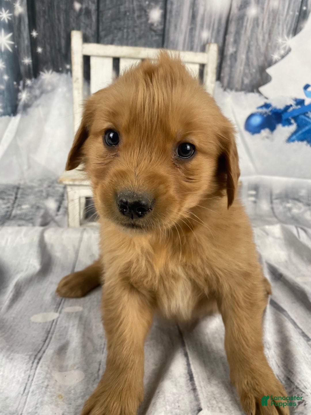 Golden Retriever dogs for sale: Julie - Ad 8