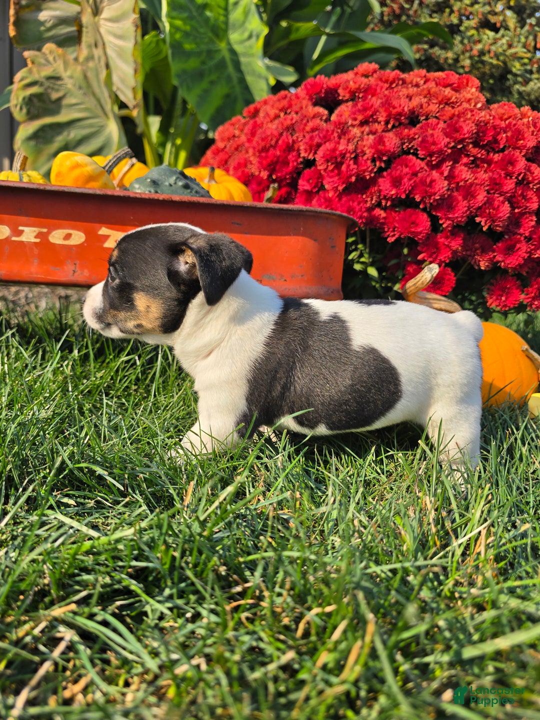 Jack Russell Terrier dogs for sale: Tootsie  - Ad 7