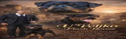 Rottweiler dogs for sale: Blue collar boy - Ad 3
