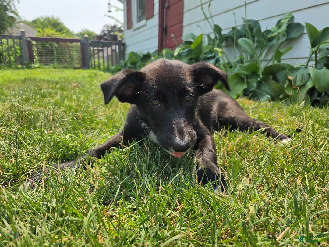 Border Collie dogs for sale: Mona - Ad 2